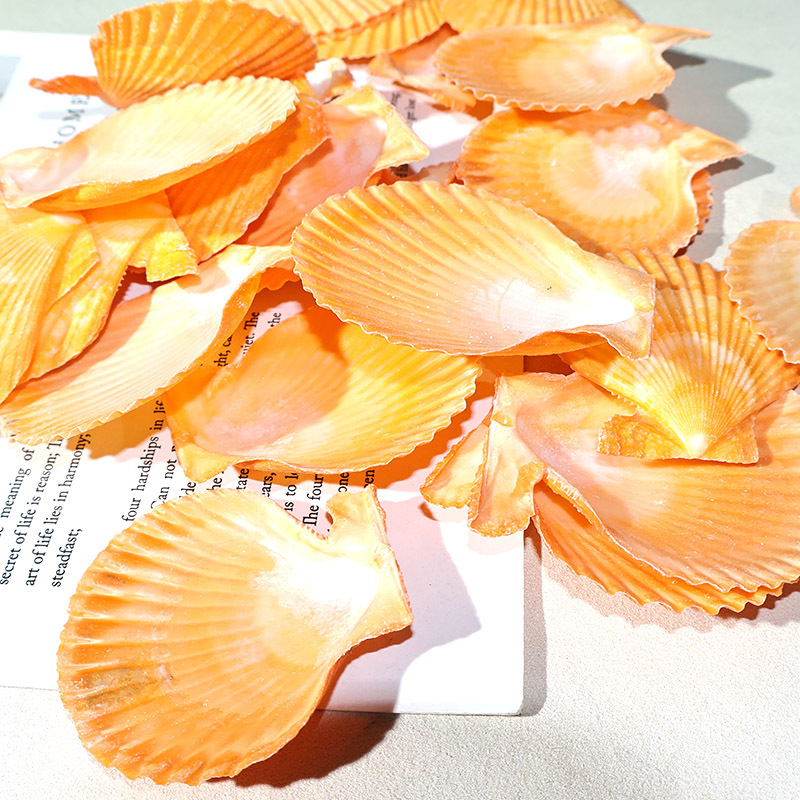 Beste gelbe Jakobsmuschel für  – Marine Fish Tank Bewertung und Preis