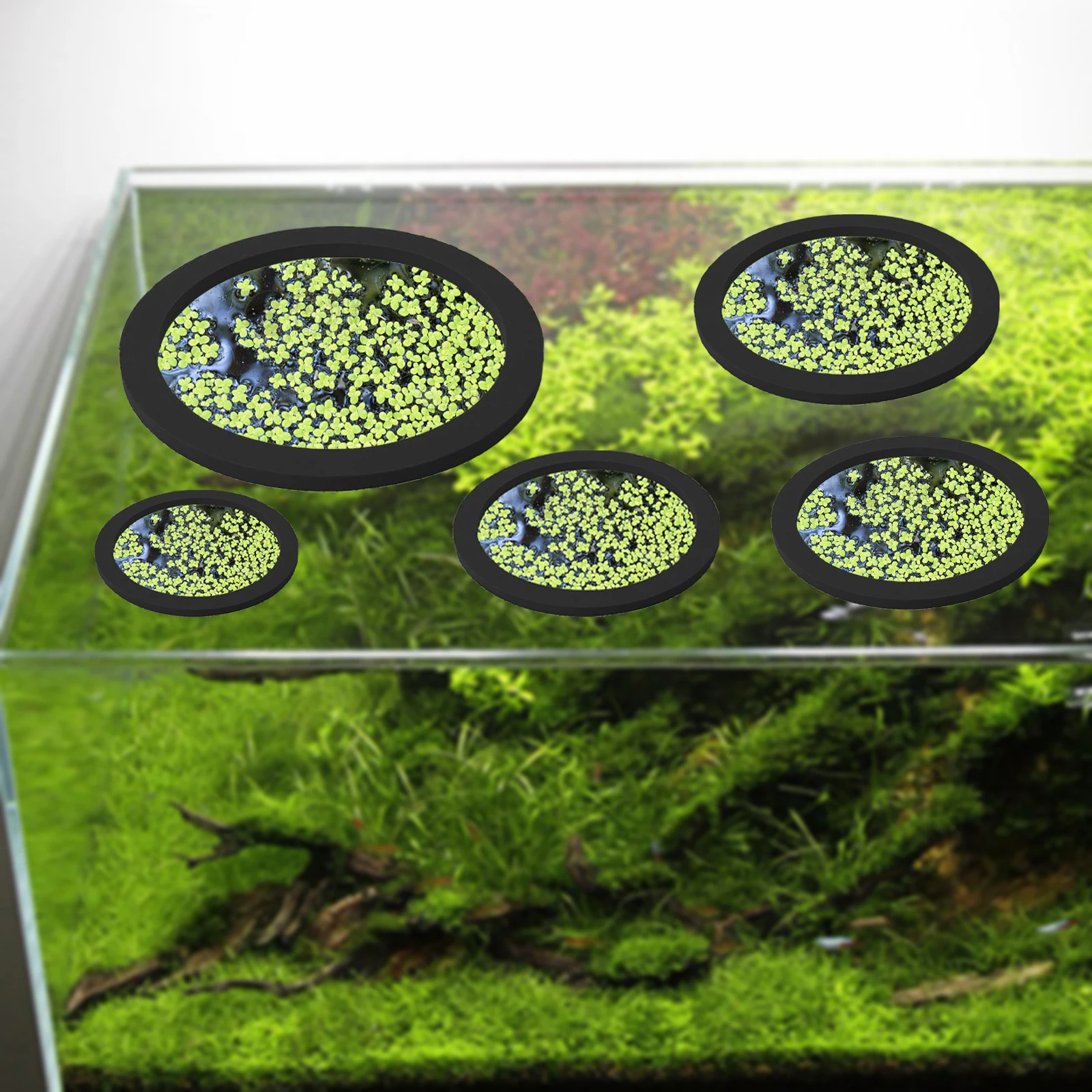 5Pcs EVA Fisch Fütterung Ring  – Ocean Aquarium Bewertung und Preis